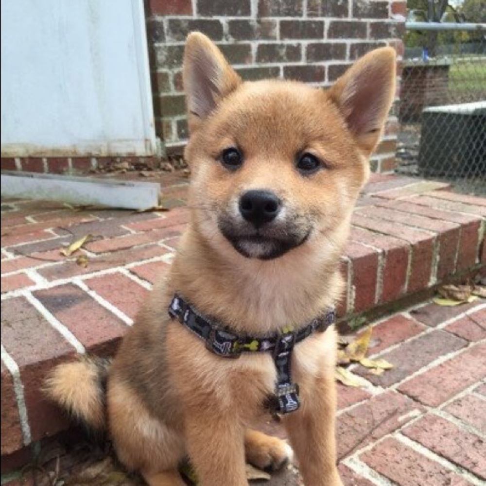 Meet your Posher, Winnie